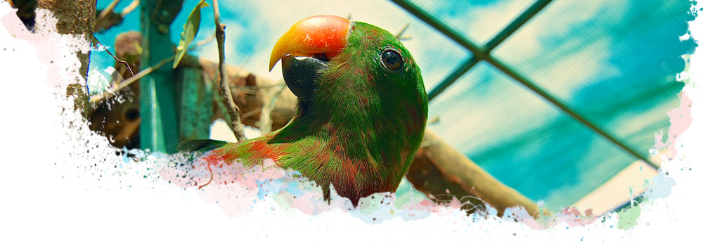 Beautiful Eclectus Parrots