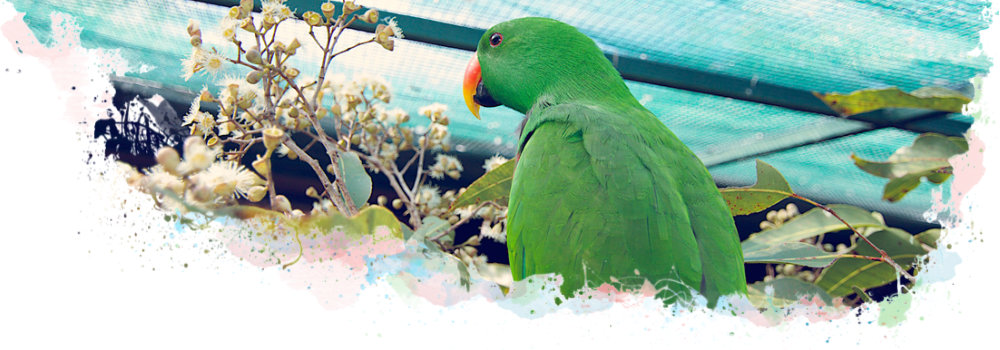Protecting your Eclectus Parrot from danger
