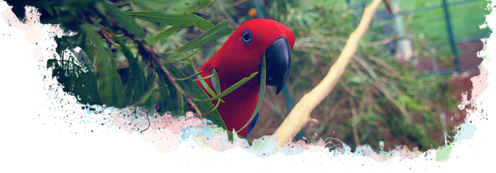 Loving your Eclectus Parrot
