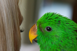A beautiful, healthy, hand-raised Eclectus parrot baby A beautiful, healthy, hand-raised Eclectus parrot baby